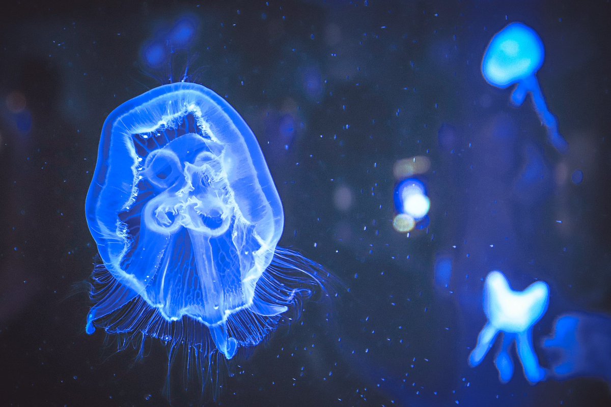___phoooto's tweet photo. 海の月を集めて。

#海月 #クラゲ #jellyfish 
#キリトリセカイ 
#写真で伝える私の世界 
#写真好きな人と繋がりたい 
#ファインダー越しの私の世界 https://t.co/wEXsjUnUnI