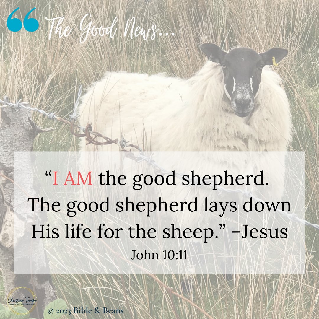 TrimpeChristine's tweet photo. “My sheep listen to my voice; I know them, and they follow me.”—Jesus🎤❤️ John 10:27

#redletterwords #goodnewsinJohn #joyseeker #BibleandBeans #IWillFollow 

(I took this picture of this sheep on a country road in Ireland ☘️ 2018. Blessed!) https://t.co/99JEAIiIeg