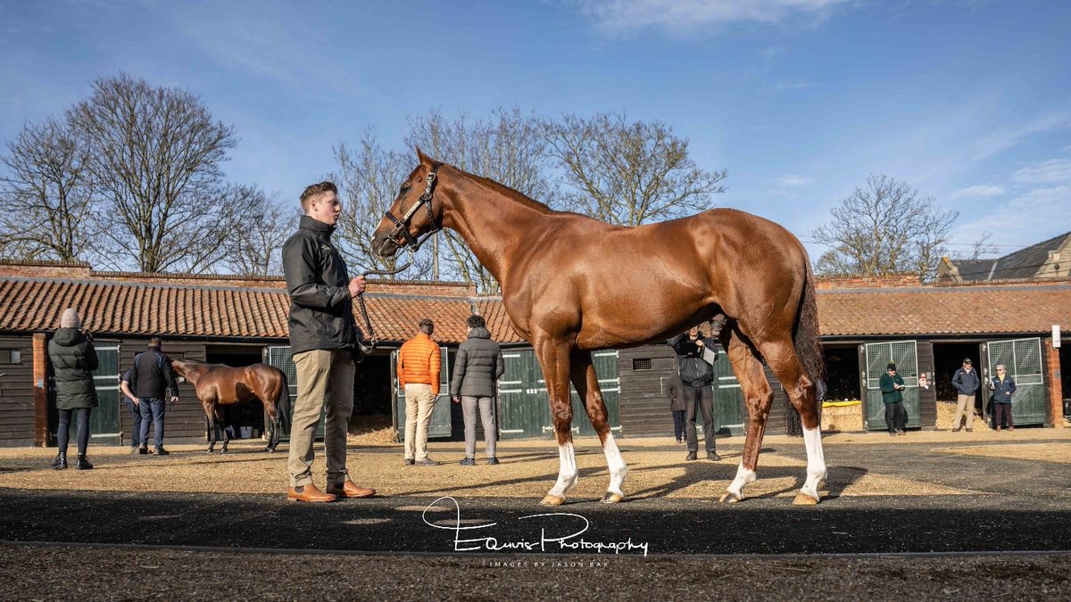oemay95's tweet photo. We all had the chance to fan girl Stradivarius, who needed no introduction at @TheTBA_GB Flat Stallion Parade yesterday - a history maker of 18 Group victories which is unmatched in the history of the European Pattern 🤩 https://t.co/JaxfzmIIgy