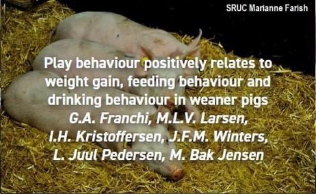 appliedethology's tweet photo. #newresearchalert
Is play behaviour indicative of positive welfare? This open access paper can give you some new insights. By Franchi et al.
Link: https://t.co/cZNePveDbI
#playbehaviour #pigwelfare https://t.co/dYIZ4zDQu9