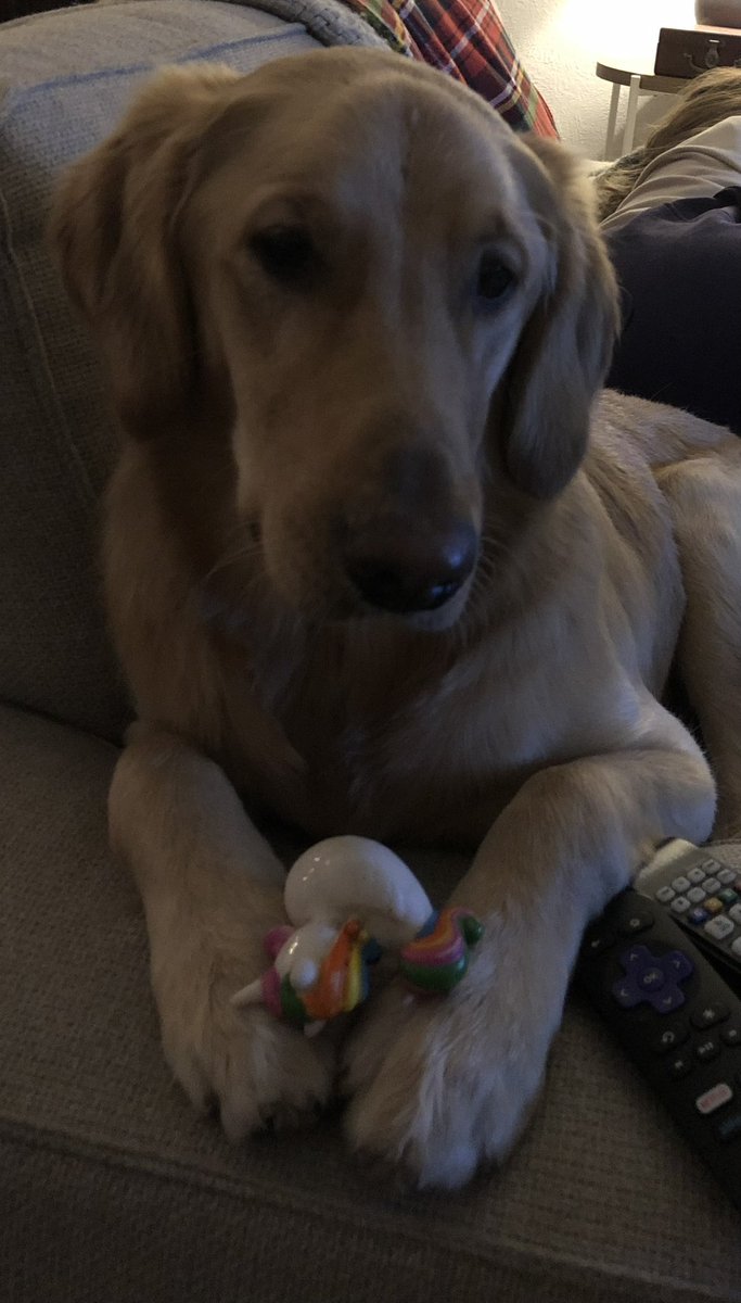 It’s your day Millie Mills #nationalGoldenRetrieverDay 🐕 🐾..loves her 🦆
