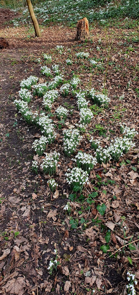 eddyedwards6859's tweet image. Snowdrops St James Gardens. #springisonitsway