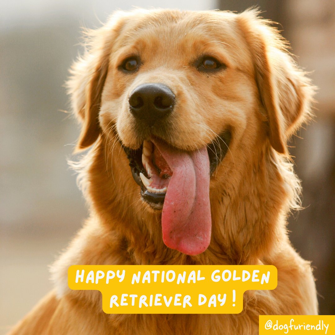 Dog Furiendly tweet media