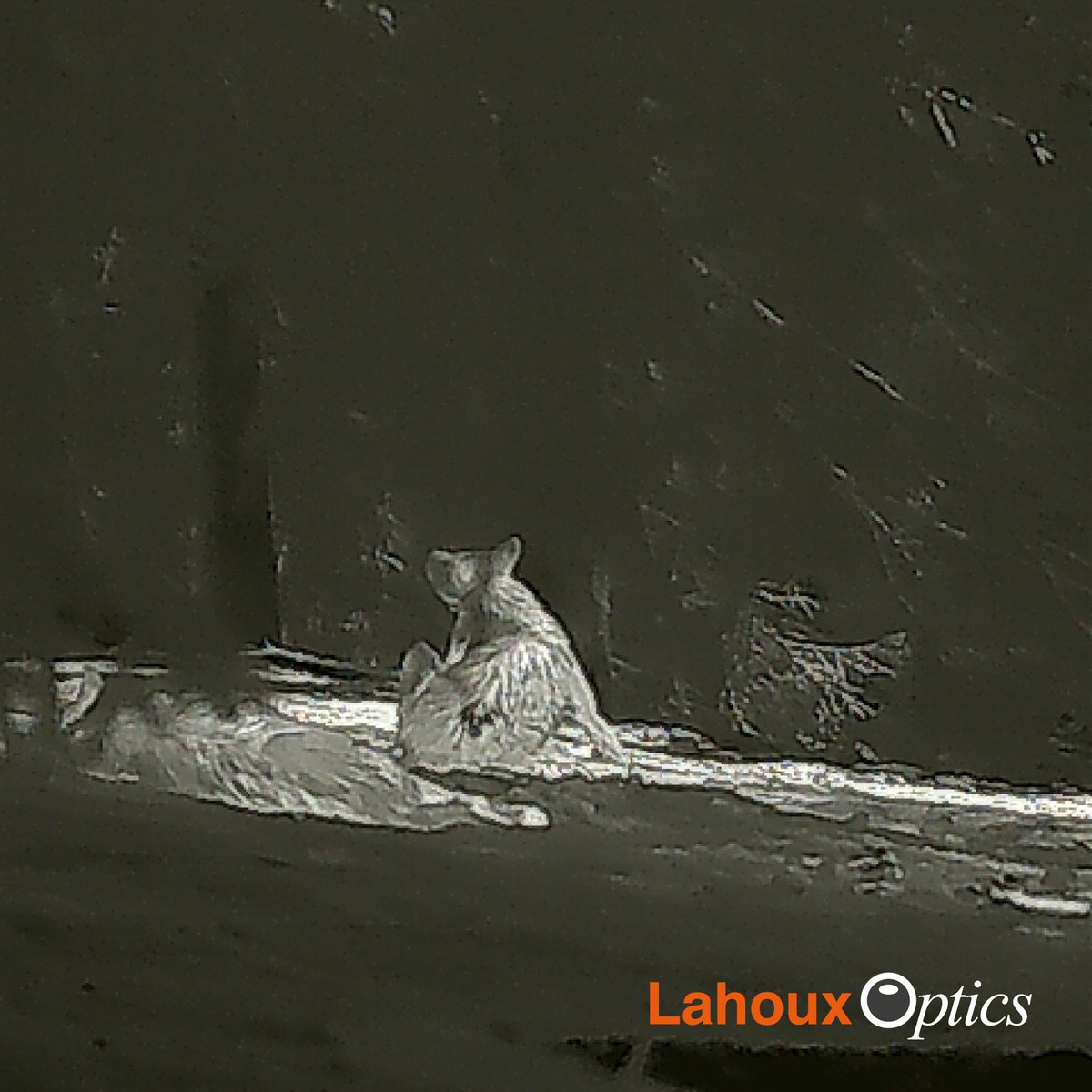 Today we have a good scratch behind the ears.

Made with the Lahoux Spotter Elite 35V thermal imaging camera.
More lahouxoptics.com/producten/Spot…