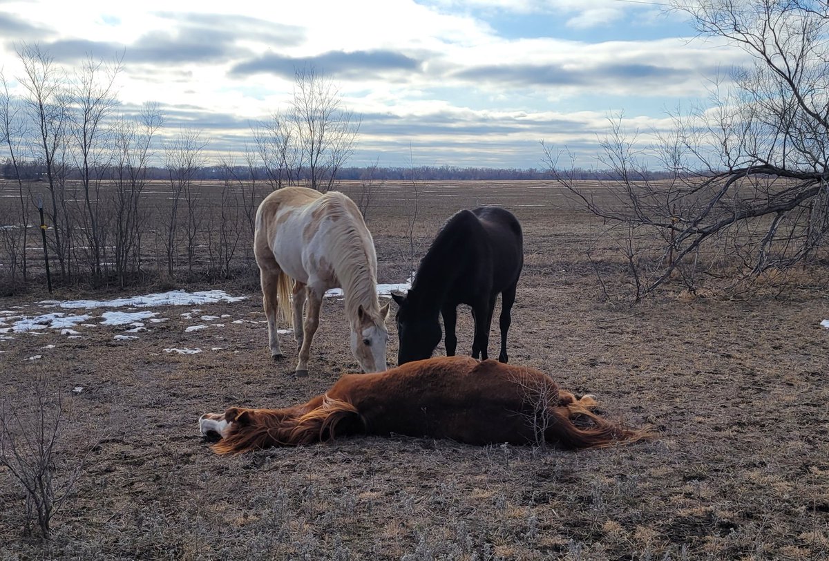 I had to make that decision no one ever wants to make. But my 1st love, my once in a lifetime horse, my secret keeper of 32yrs   is now galloping thru heaven. 💔