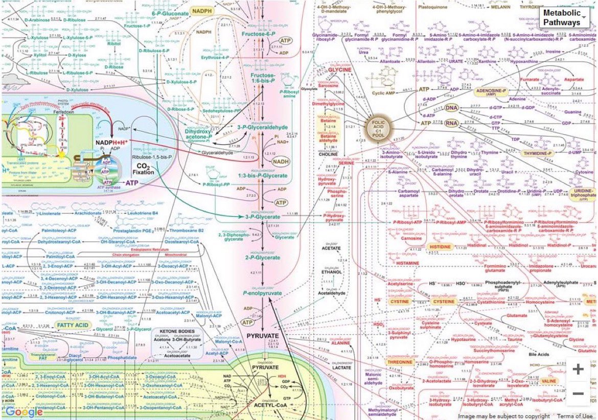 AntelmPujol's tweet photo. 👻 Gurús biohackers: vamos a hackear y a modular tu metabolismo con mi protocolo mágico 

🧬 El metabolismo: 👇🏻 https://t.co/G3MJmlEtMc