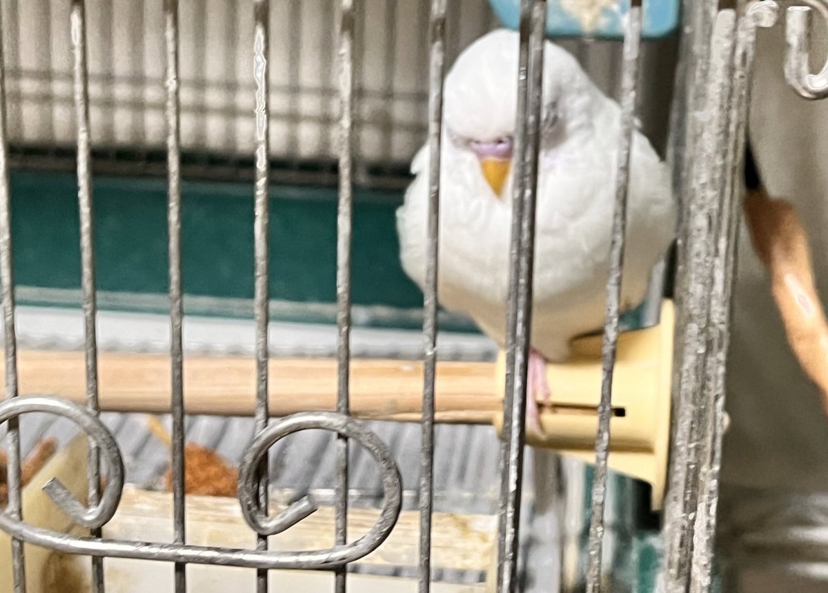 t_morroka's tweet photo. 保護インコのユキちゃん。
目も見えてないし懐いてないけど、今日は何だかご機嫌で手拍子に合わせてピヨピヨ歌ってたw https://t.co/DoO4hyBdbe