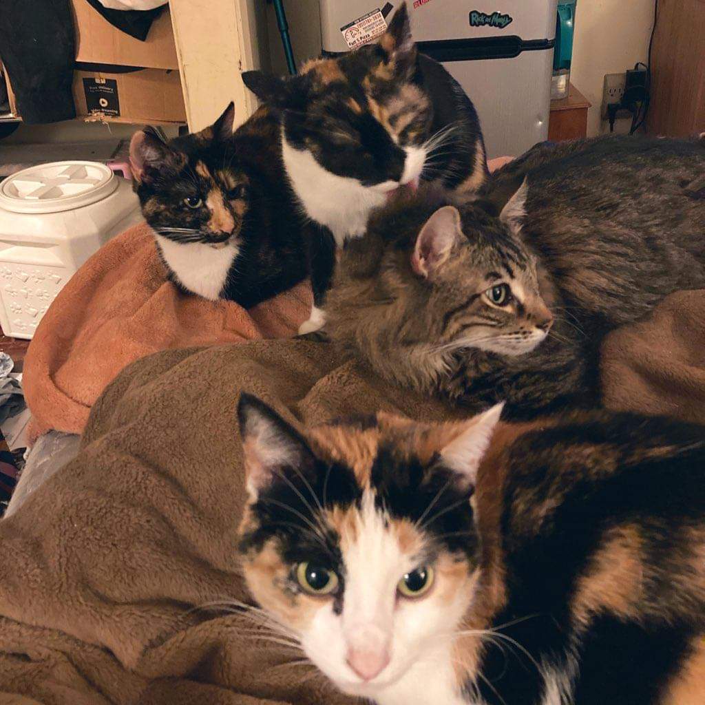 StardustChasm's tweet photo. ‼️Urgent Needs - Pls Share‼️
We still need help paying for:
- Shelter debt ($1210 as of today)
- Phone bill ($55)
- Storage ($61)
- Vet Care x 5 ($2000?)
- Boxes, Moving Truck (??)
$octopuslaws8
https://t.co/PV6stBqqok
https://t.co/VYUK3NvMpK
Tysm, we love y’all!!! 💗✨ https://t.co/9WR2vYwsPt