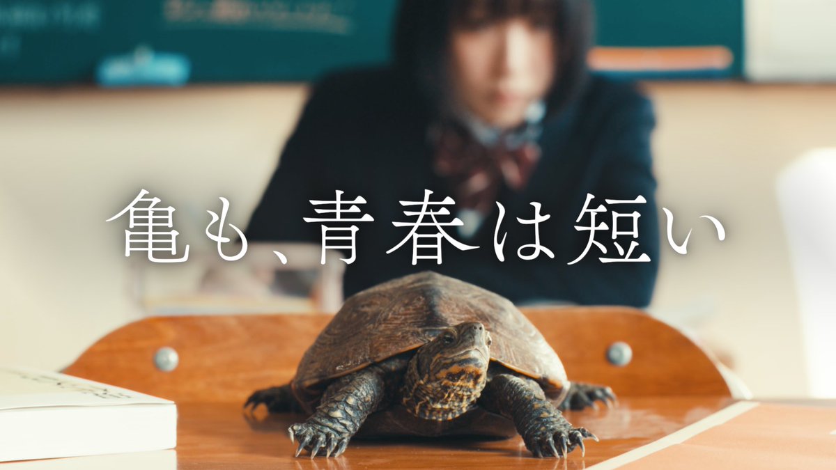 『亀も、青春は短い』

リアル亀が主人公の映画出来ました
youtu.be/mYSSb19vF7w

ヒロインは今回アカデミー賞新人俳優賞を受賞した菊池日菜子さんです