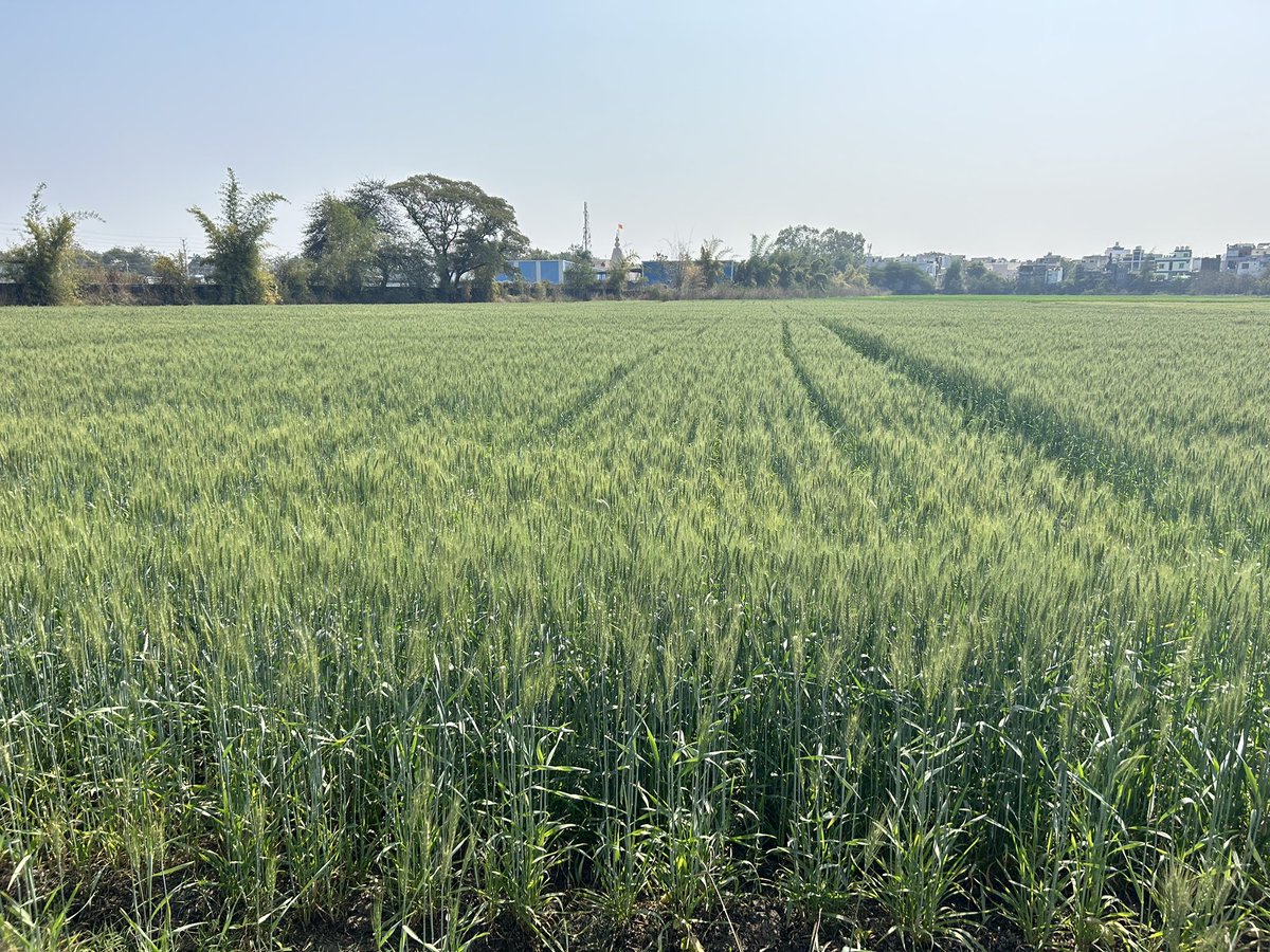 Leonardo Crespo tweet media