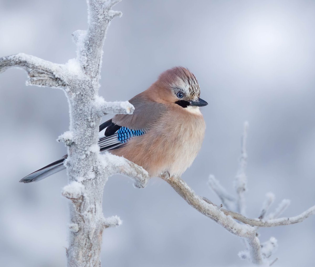 The Jay ❄️🪶🤍 Known to be quite shy here in the UK, that’s why when we do see one it’s all the more special! Absolutely gorgeous corvids! 

#wildlife 
#wildlifephotography