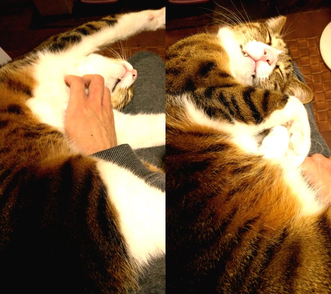 oh! ネコさん 風呂上がりの膝の上でrelux… カワイイ…カワイイネ… 