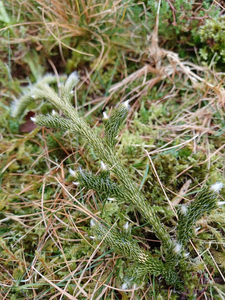 Cwm_Idwal's tweet photo. Planhigyn yr Wythnos
Cnwp-fwsogl Corn Carw
Aelod arall o deulu hynafol y cnwp-fwsoglau. Mae posib adnabod y math yma yn hawdd am ei duedd i dyfu ar hyd y llawr yn hytrach nag ar ei fyny. Mae hefyd yn edrych yn debyg i gorn carw, fel ei enw.
#natur #planhigion #chwefror https://t.co/d6jUkme6Qc