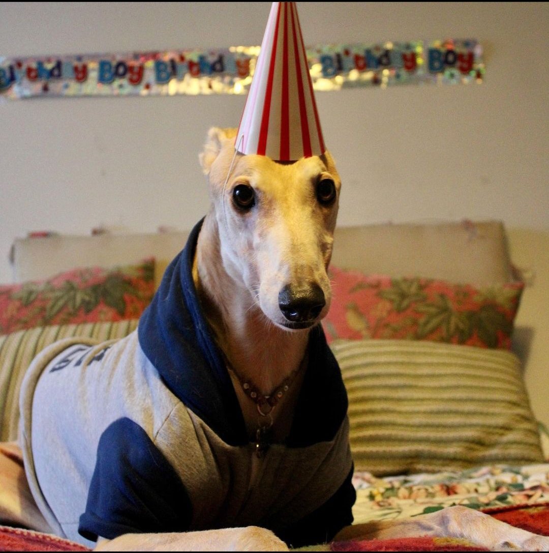 Guess what day it is!!!

Seven Years Young! For a Rescue #Greyhound, every #Birthday is special! On Roberts 7th, he degrees all doggos should get 7 treatos in his honour!

#twitterhounds #twitterdogs #houndsoftwitter #dogsoftwitter #dogs #rescuegreyhound #dogbirthday #doggo