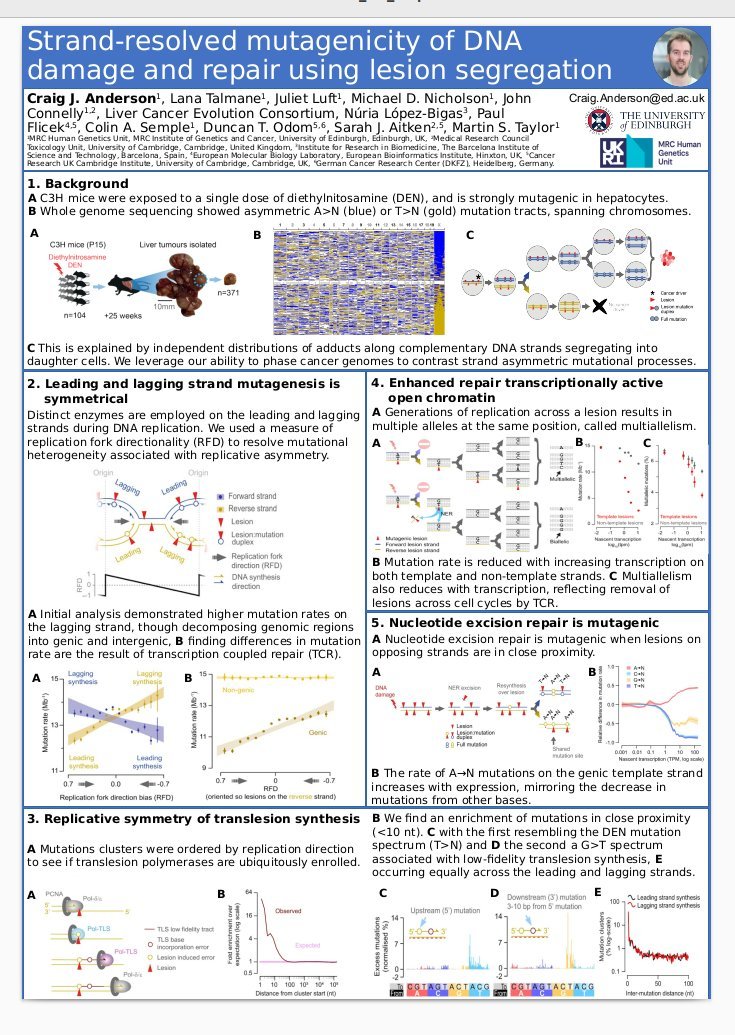 I'll be at the GRS and GRC on Mammalian DNA Repair 2023 with a poster on lesion segregation and muliallelism. Come and find me for a chat!