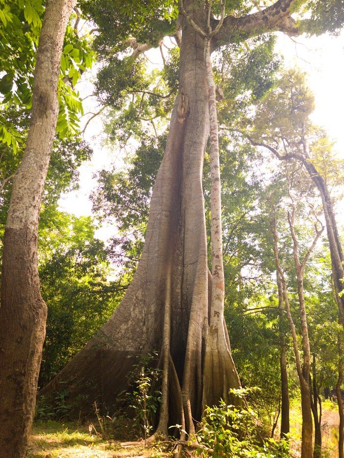 Green Transition in Amazônia | Research Project tweet media