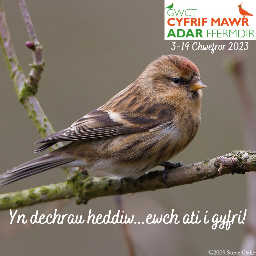 🥳Day 1 of the count! 

🗓Today 'til 19th Feb
✍️Count all the farmland birds in a 2ha area in 30 mins
🔗Link to take part ⬇️

🥳Diwrnod 1 y cyfrif! 

🗓O heddiw tan y 19 Chwef
✍️Cyfri'r adar ffermdir mewn 2ha mewn 30 mun
🔗Cymryd rhan ⬇️

gwct.wales/bfbc/