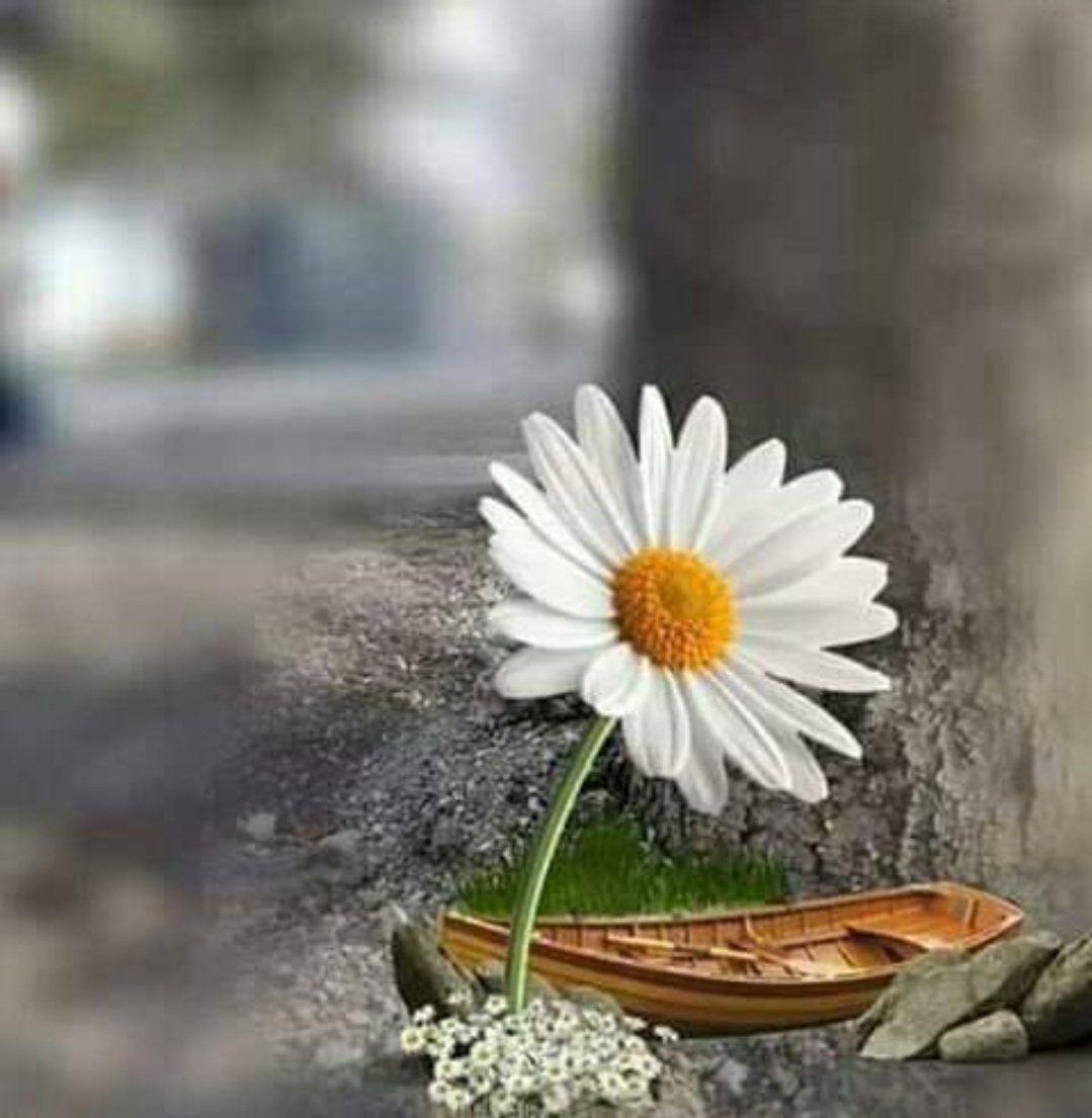 ✍ توکل وہ ہے جس کے ذریعے آگ ٹھنڈی کر دی جاتی ہےـ جو ایڑیوں سے زم زم نکلوا دیتا ہےـ جو دریا میں راستہ بنوا دیتا ہےـ جو یوسف کو یعقوب سے مِلوا دیتا ہےـ جو شدید طوفان میں کشتئ نوح پار لگا دیتا ہےـ تو پھر کیا تم اپنے رب پر توکل نہیں کرو گے جو ناممکن کو ممکن کرنے کی قدرت رکھتا ہے