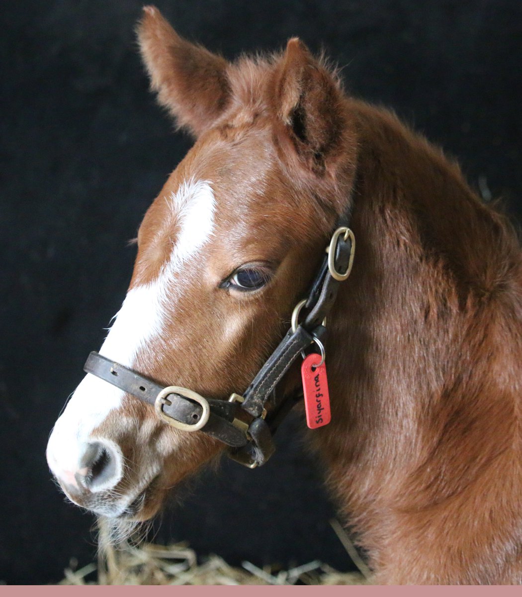 AgaKhanStuds's tweet photo. Some of the newest faces of 2023 at the Aga Khan Studs in Ireland! 🇨🇮
🌟 Filly by #SeaTheStars o/o #Siyarafina (chesnut)
🌟 Filly by Frankel o/o #Zaykava (bay)
🌟 Colt by #Siyouni o/o #Rosala (dark grey)
#FoalFriday #RPFoalGallery #FoalWatch https://t.co/3Dr93PVsbx