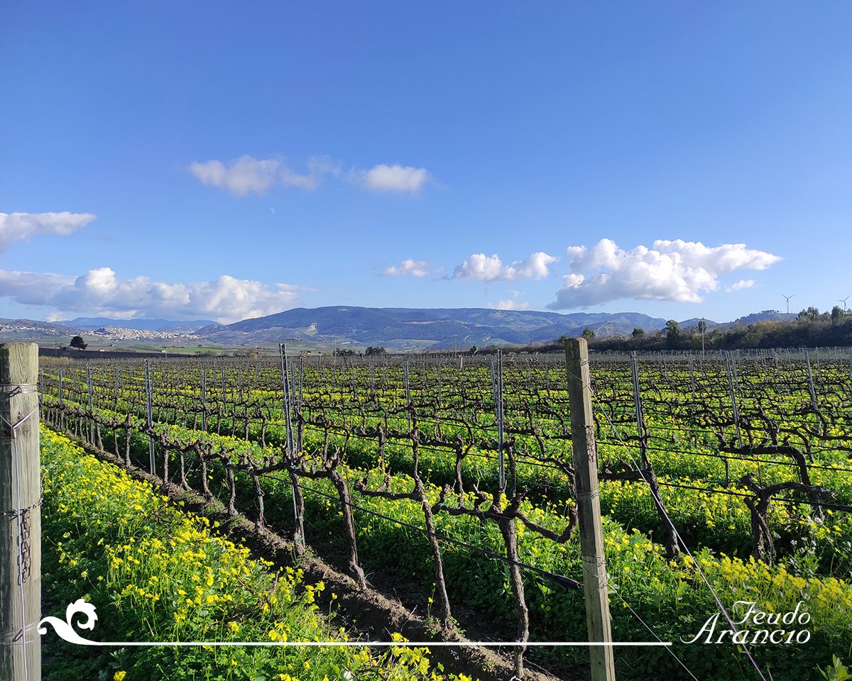 Il cielo saturo di febbraio abbraccia i tralci ormai potati. 
È un nuovo giorno in vigna.

#sicilianwine #Sicilia #SambucadiSicilia