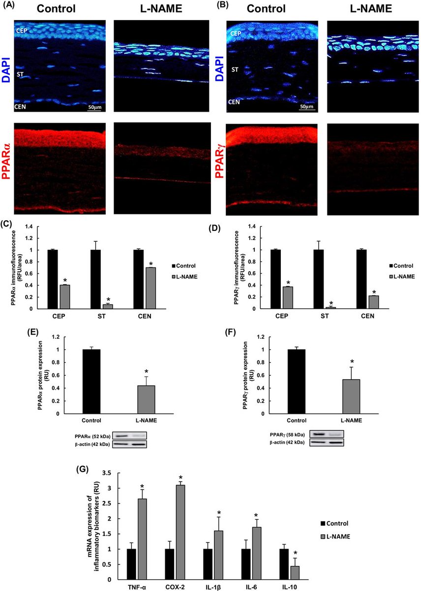 JPBY_official's tweet photo. Hypertension secondary to nitric oxide depletion produces oxidative imbalance and inflammatory/fibrotic outcomes in the cornea of C57BL/6 mice
@unisevilla @ibis_sevilla @karolinskainst #LNAME #Hypertension #Intraocular_pressure #Cornea #Fibrosis
https://t.co/LPJoUTGd2m https://t.co/KvFqz3CVm3
