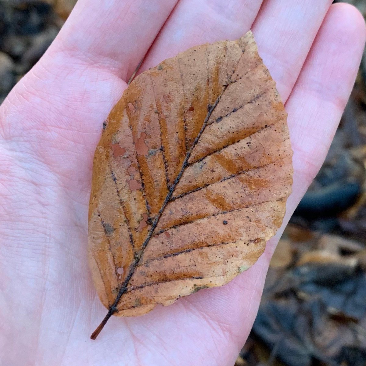 InchinnanDT's tweet photo. ❄️Winter Tree ID: Beech
Twigs/buds: thin zig-zag twigs, reddish-brown narrow pointed buds with scales
Bark: silver-grey, light horizontal markings (deepen with age)
Leaf litter: oval wavy-edged leaves, beechnuts and their hairy casings
#wintertreeid #renfrewshire #inchinnan https://t.co/cvykMUCkrj