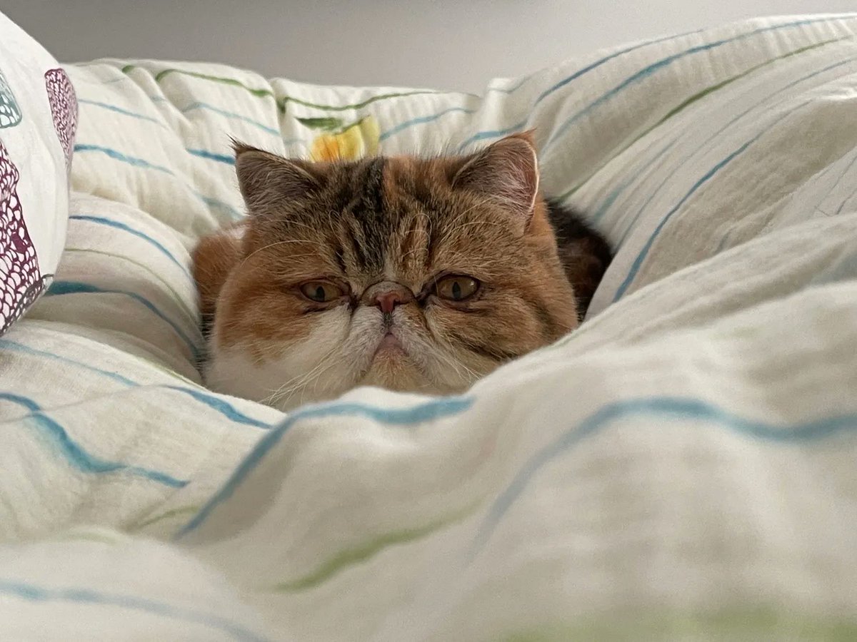 むちむちエキゾのむぎ🐈‍⬛ (@mugi_210603) / Posts / X