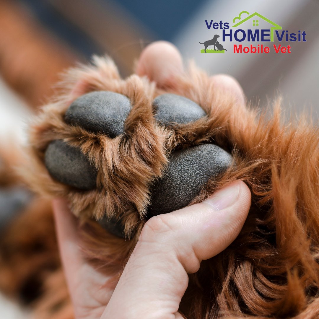 VetsHomeVisit's tweet photo. Dogs can suffer from cracked, sore paw pads during the cold winter months. Snow and cold ground can lead to frostbite or extreme dryness which can be incredibly painful. 

You should look for a paw balm like the one that Mutts &amp; Hounds do.
https://t.co/Kpln5jXaMX https://t.co/JJljyrXhVN