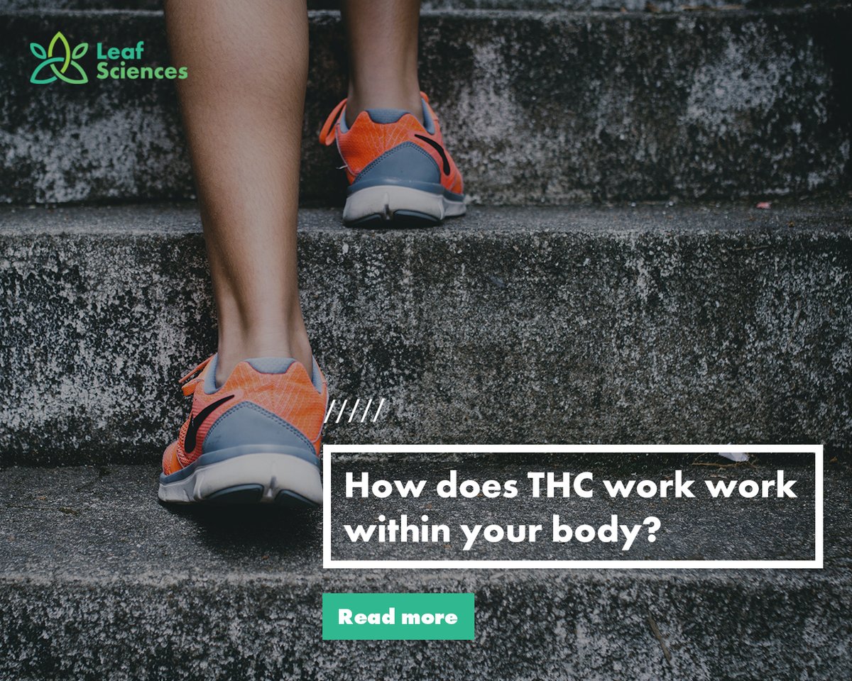 A new study provides fresh insights into how THC from #cannabis interacts with the human body to provide therapeutic effects.

<a href="/CannabisHnews/">CannabisHealth</a> explains more about this new study: ow.ly/29Hi50MFuH3