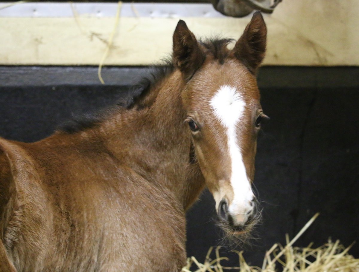 AgaKhanStuds's tweet photo. Some of the newest faces of 2023 at the Aga Khan Studs in Ireland! 🇨🇮
🌟 Filly by #SeaTheStars o/o #Siyarafina (chesnut)
🌟 Filly by Frankel o/o #Zaykava (bay)
🌟 Colt by #Siyouni o/o #Rosala (dark grey)
#FoalFriday #RPFoalGallery #FoalWatch https://t.co/3Dr93PVsbx