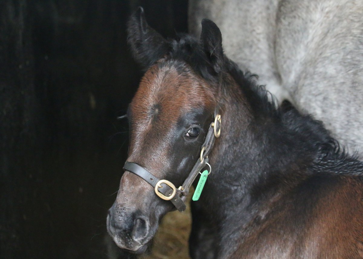 AgaKhanStuds's tweet photo. Some of the newest faces of 2023 at the Aga Khan Studs in Ireland! 🇨🇮
🌟 Filly by #SeaTheStars o/o #Siyarafina (chesnut)
🌟 Filly by Frankel o/o #Zaykava (bay)
🌟 Colt by #Siyouni o/o #Rosala (dark grey)
#FoalFriday #RPFoalGallery #FoalWatch https://t.co/3Dr93PVsbx