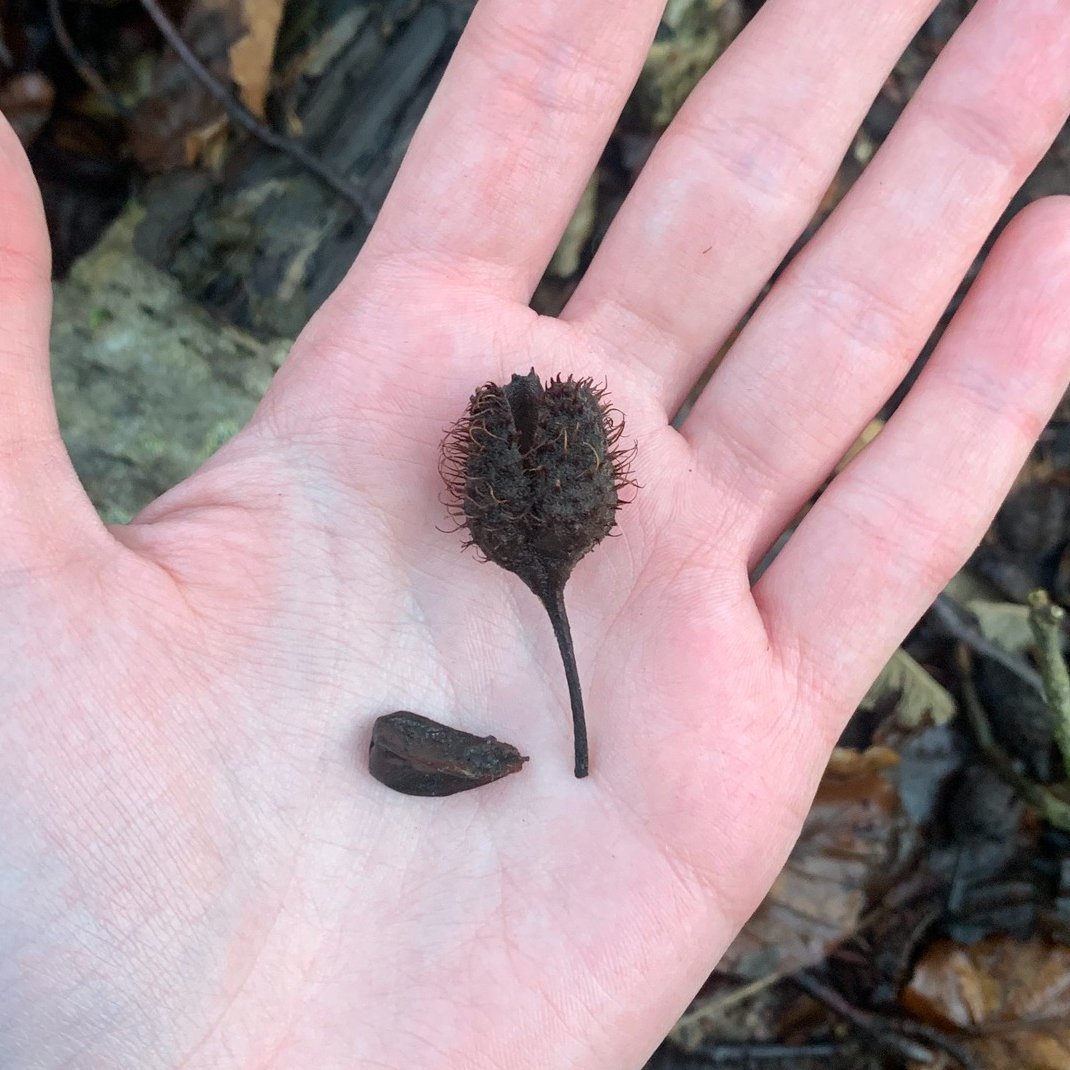 InchinnanDT's tweet photo. ❄️Winter Tree ID: Beech
Twigs/buds: thin zig-zag twigs, reddish-brown narrow pointed buds with scales
Bark: silver-grey, light horizontal markings (deepen with age)
Leaf litter: oval wavy-edged leaves, beechnuts and their hairy casings
#wintertreeid #renfrewshire #inchinnan https://t.co/cvykMUCkrj