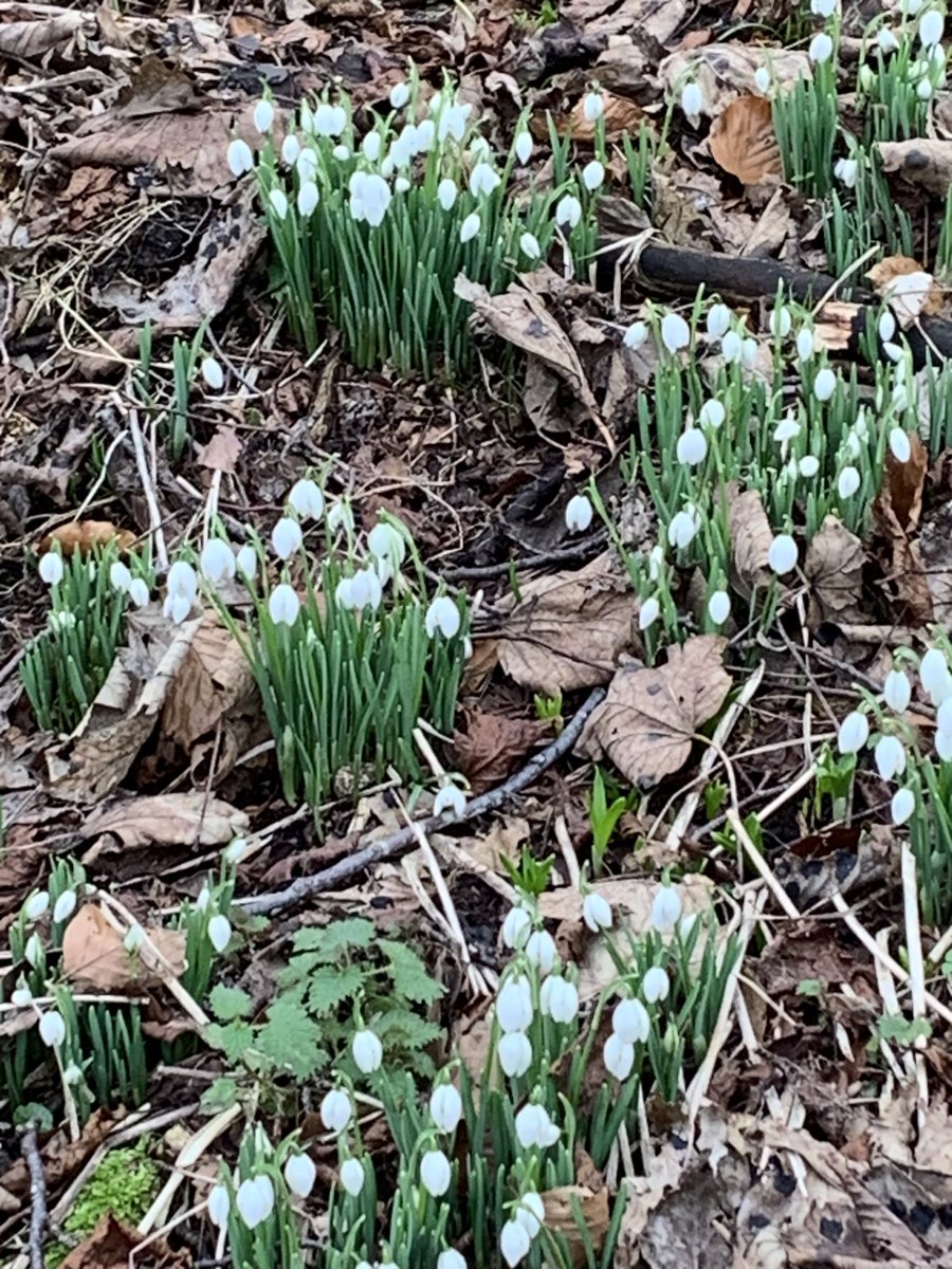It’s been one of those weeks so how uplifting to come across these on today’s dog walk 😊 #Snowdrop #corstorphinehill @FOCorstorphineH #signsofspring #WildFlower