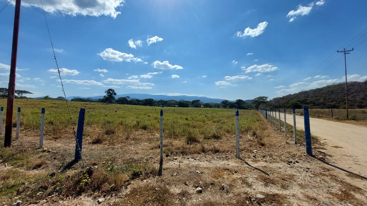 GustavoENouelB's tweet photo. Módulo de pastoreo 3,44 has (32 potreros de 1075 m2) que puede alimentar a 15 vacas produciendo 10 lt/ha (150 lt/día). Para 15915 lt/ha anual. Esos son los números que debemos buscar, #Ganadería de leche intensiva. Ya los viveros de Samanes están germinando. Será #Silvopastoreo https://t.co/FqLKhheMQB