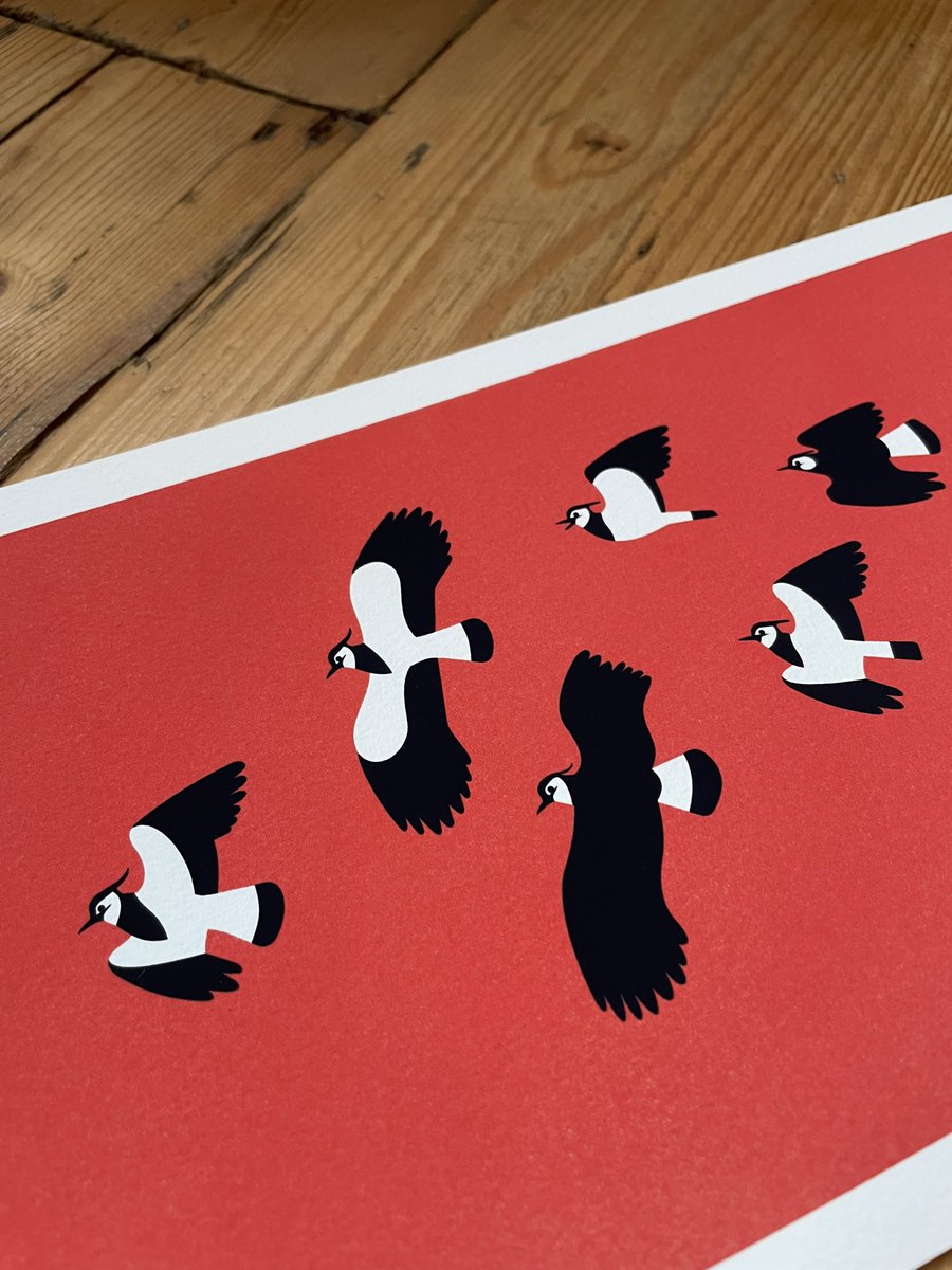 I have made a few limited edition prints of my Lapwings if anyone fancies one ? If you would like to grab a ruby red version for a bird loving valentine ❤️, or on plain white or grey please get in touch. Taken from the cover of the wonderful <a href="/IntoTheRedBirds/">Into The Red</a> <a href="/_BTO/">BTO</a>