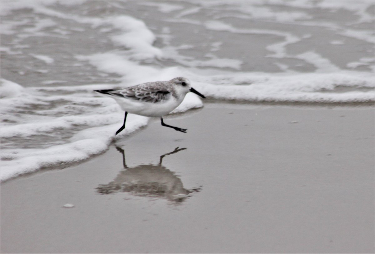 DrNiemitz's tweet photo. Sieh, das Gute liegt so nah! - Einfach genießen!
Good things are all around. Just look and enjoy!
#Wattenmeer #😆❤️😎#naturelovers #wadden_sea #Weltnaturerbe #Naturschutz @NABU_Biodiv #Sanderling #Calidris https://t.co/45yAjSbLx9