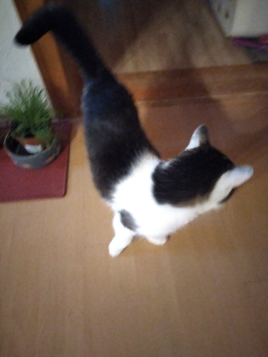 CarolaBetz's tweet photo. #Amyyy 🐈⬛♥️ https://t.co/GAvu7ZuwjY