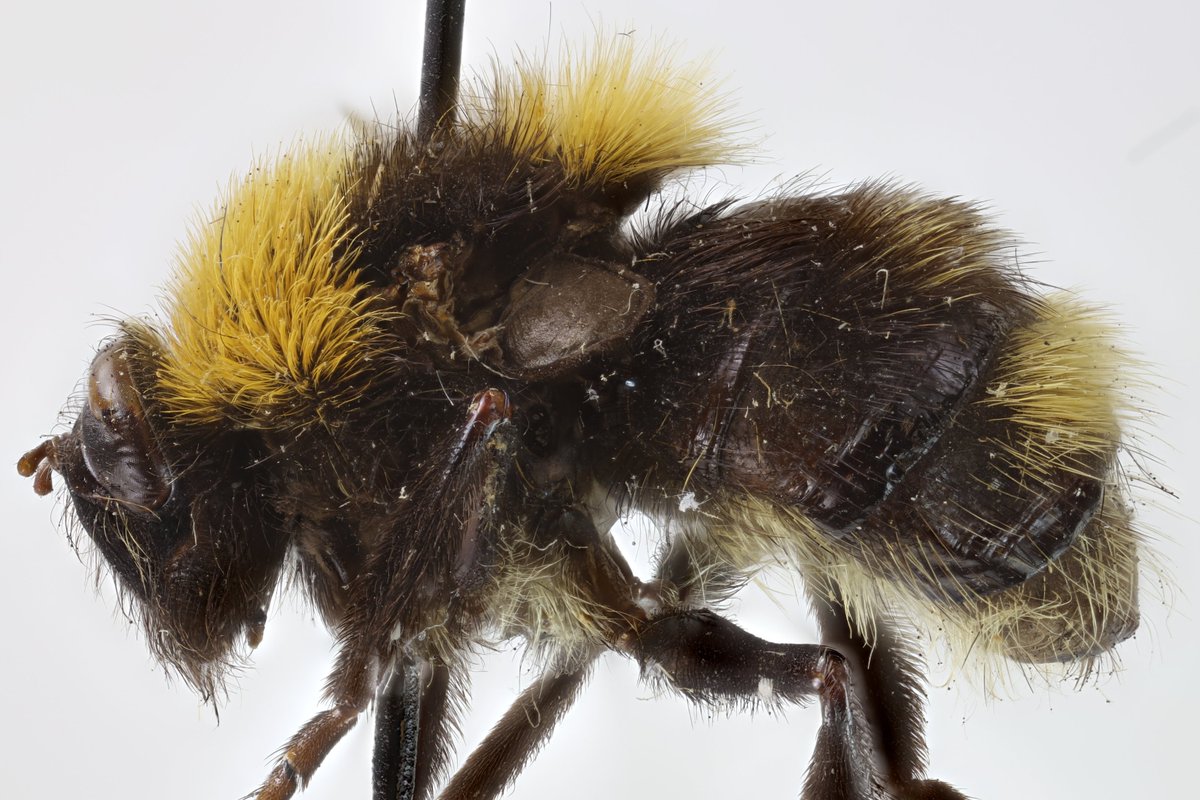 Dr Erica McAlister tweet media