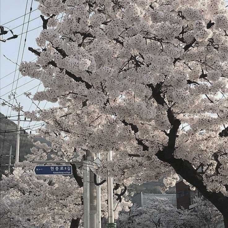 amiloveer_'s tweet photo. ;;#hyunlixau #hyunlix;;

хёнджин для феликса как недостижимая мечта, такой прекрасный, изящный и утонченный. он напоминает ёнбоку далёкую звезду, холодную с виду, но так долго и закономерно пылающую страстью к своему делу.

феликс мечтает станцевать с хёнджином. https://t.co/iOg0q4ZMhy