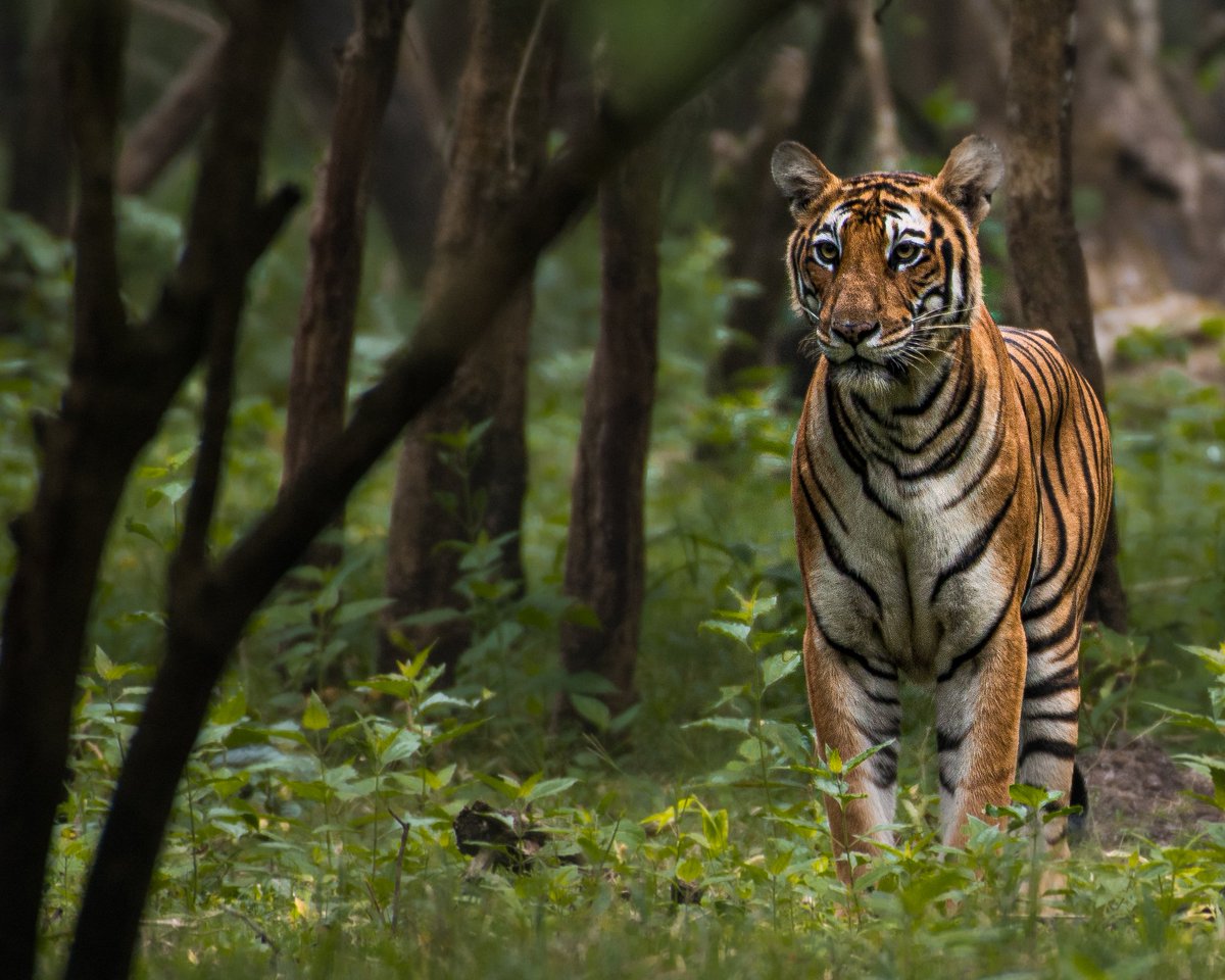 Tigers are solitary creatures

#natgeoindia #nikon #tiger #bbcearth #wildlifephotography #national #AnimalCrossing #nationalbride #savetiger #photography #Trending #Budget2023 #wildearth #TamilNadu #photographers #sanctuary #kabini