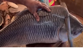 mdsolam54376485's tweet photo. Incredible Giant Rohu Fish Cutting Skill Live In Fish Market! fish cutting bd 

channel link: https://t.co/6U3qNa42sJ

#fishcuttingbdwithrapsan, #fishcutting, #fishcutting, #fishcuttingbd, #fishcuttinglive, #fishcuttingctg, #fishcuttinglive, #fishcuttingbangladesh, #fishuctting, https://t.co/0poEsmKI2q