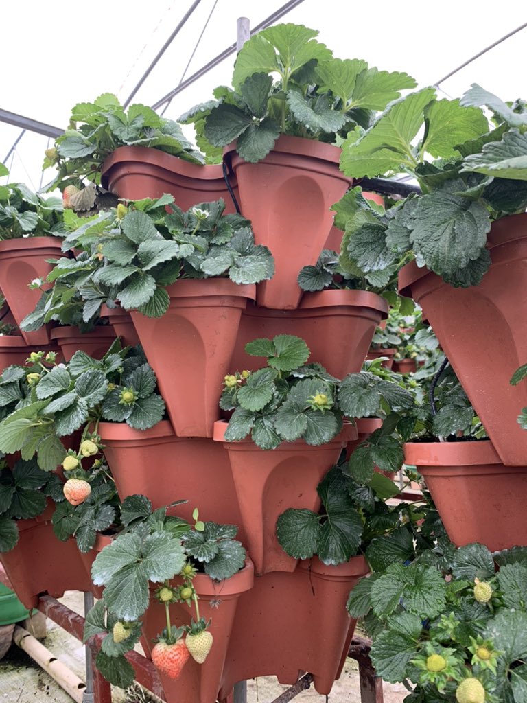 Do you please plan to start a such kind farming?