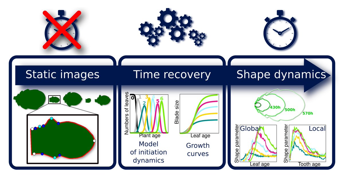 Jasmine Burguet (@jajaduciel) on Twitter photo Reconstructing growth dynamics from static images using the strategy published in <a href="/qpb_journal/">Quantitative Plant Biology</a> by Oughou et al. doi.org/10.1017/qpb.20… and MorphoLeaf software morpholeaf.versailles.inra.fr. A collaborative project between <a href="/AndreyLab_fr/">Philippe Andrey</a> and <a href="/PatrickLaufs/">patrick_laufs</a> teams at <a href="/ijpb_fr/">IJPB</a>! Reconstructing growth dynamics from static images using the strategy published in <a href="/qpb_journal/">Quantitative Plant Biology</a> by Oughou et al. doi.org/10.1017/qpb.20… and MorphoLeaf software morpholeaf.versailles.inra.fr. A collaborative project between <a href="/AndreyLab_fr/">Philippe Andrey</a> and <a href="/PatrickLaufs/">patrick_laufs</a> teams at <a href="/ijpb_fr/">IJPB</a>!