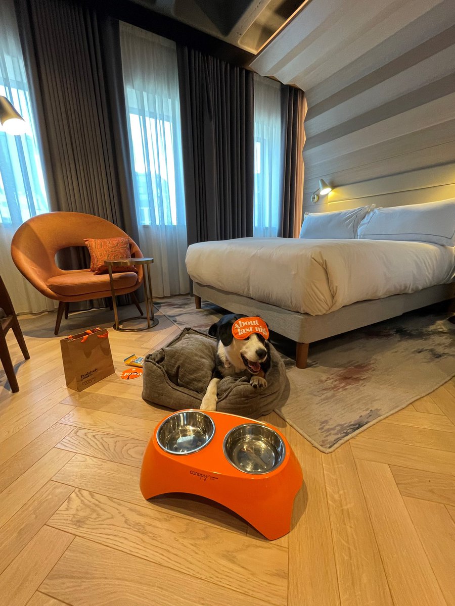 Olly, our resident dog is living his best life and he has nothing but pawsitive things to say about Canopy London City. 🐶 🐾 🦴

#canopylondoncity #fridayfeeling #londonhotels #dogfriendlyhotel