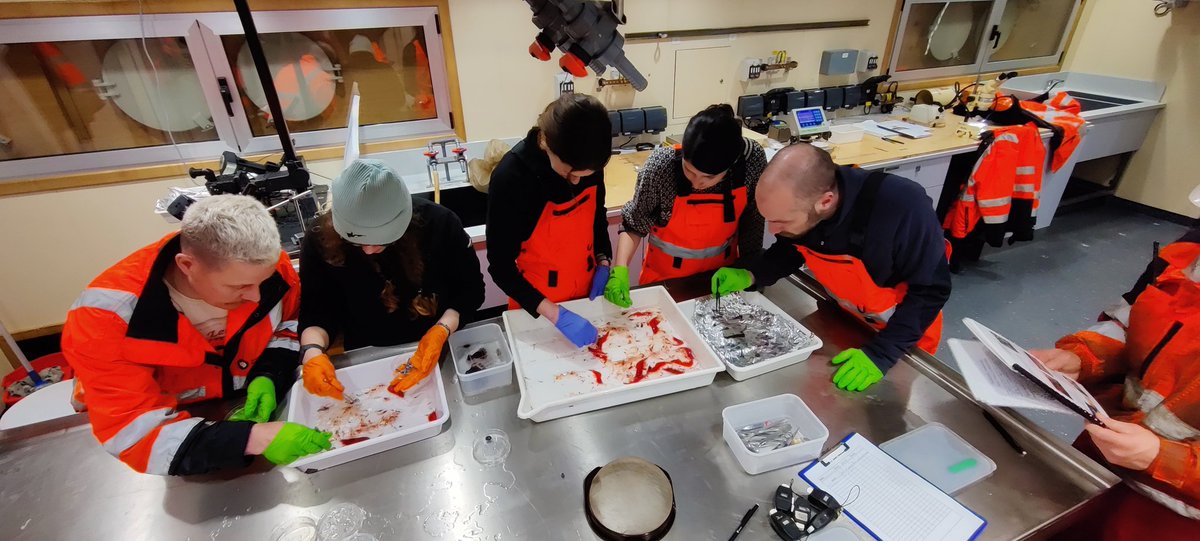 Tonight, we identified, photographed, measured, weighted, bagged & tagged the 1st biological samples from a midwater trawl onboard #RRSSirDavidAttenborough. Lots of #mesopelagic 🐟 🦐 & 🦑. This was the 1st trawl of a transect across Drakes Passage #SDAScience. Fantastic teamwork