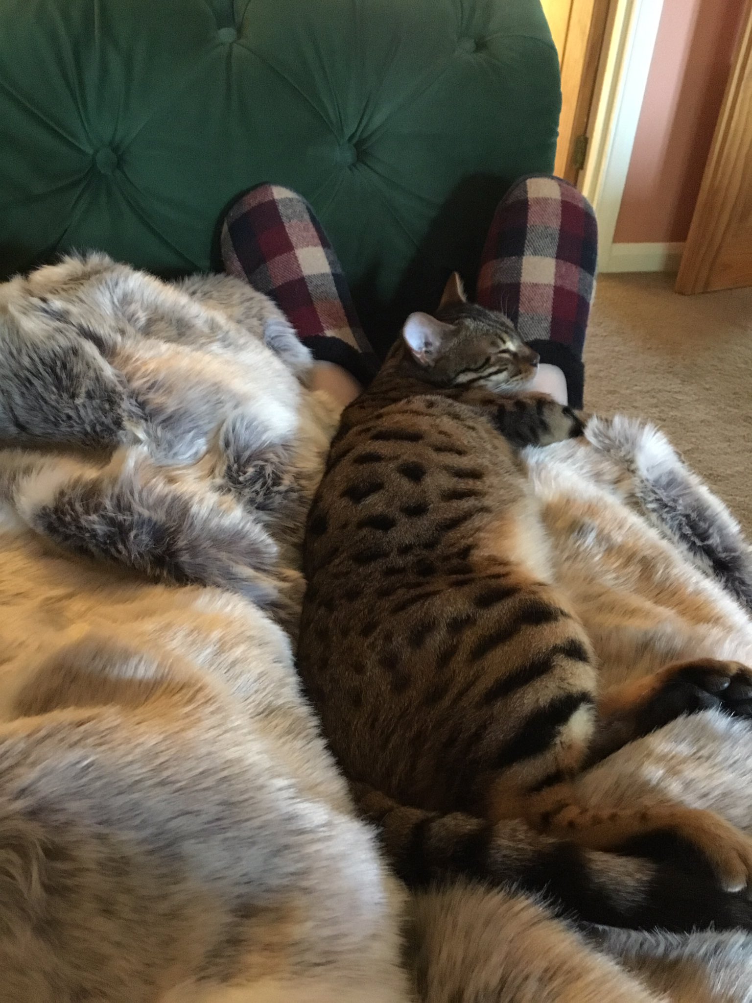 Electric blanket cheap for cat