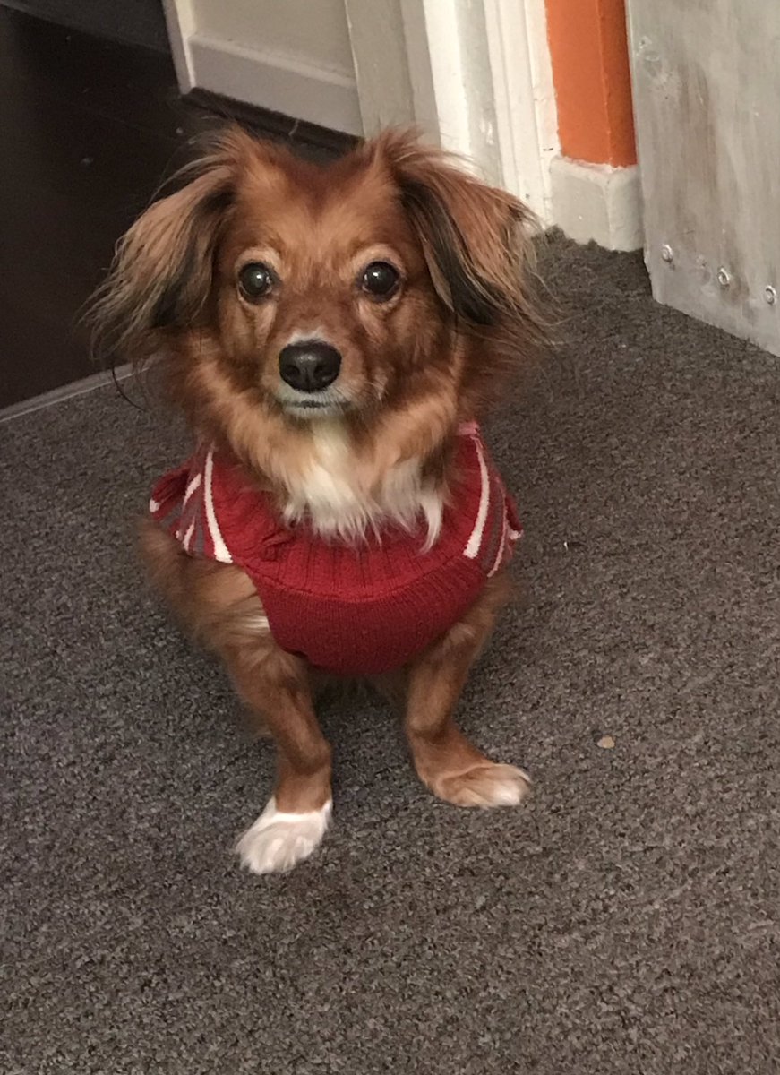 lizzyensor's tweet photo. @CherryMorrello Thought you might like to see photos of the occupants of my house today…
1 is mine, the other 3 are my boarding babies lol https://t.co/od5qnWOaYg