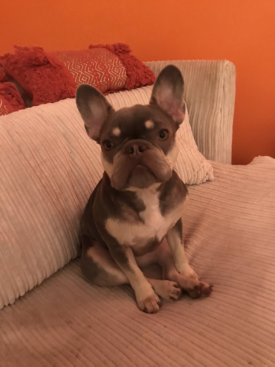lizzyensor's tweet photo. @CherryMorrello Thought you might like to see photos of the occupants of my house today…
1 is mine, the other 3 are my boarding babies lol https://t.co/od5qnWOaYg