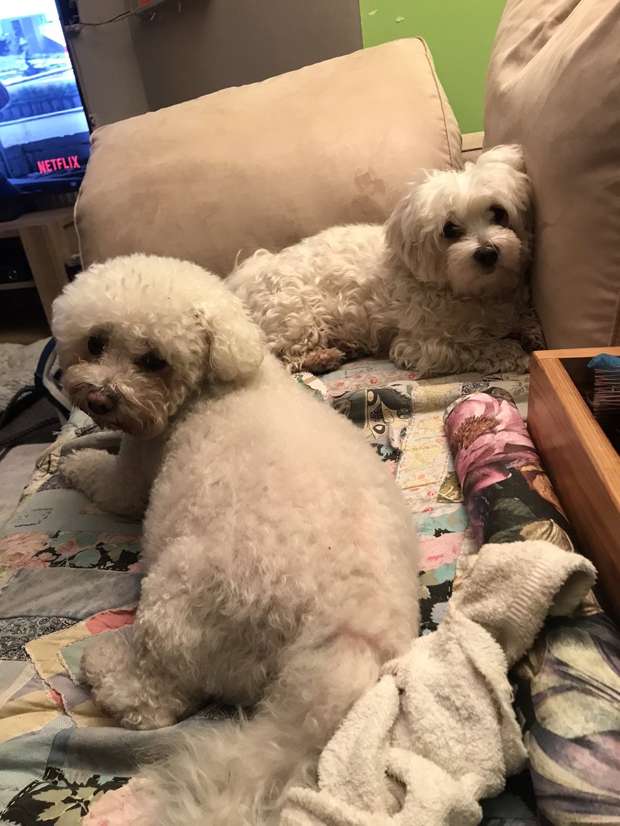 lizzyensor's tweet photo. @CherryMorrello Thought you might like to see photos of the occupants of my house today…
1 is mine, the other 3 are my boarding babies lol https://t.co/od5qnWOaYg