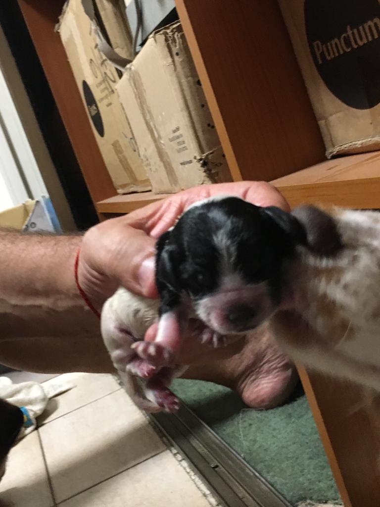 Arichuna22's tweet photo. Me levanto feliz porque soy mamá perruna. 
Ella es Tita, nació el 31 de enero. Aún sigue con la mamá, obviamente, pero yo ya la estoy esperando con mucha emoción. 
TE ESPERAMOS TITA! 💜 https://t.co/pi70nGqKjD